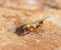 Latest New Micro Moth Species - Micropterix tunbergella