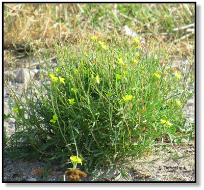 Blumen