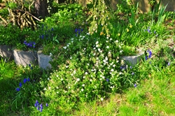 Frühling...